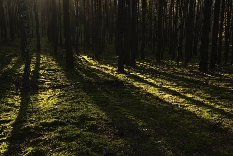 Dark Forest